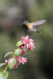 REMOADI Albert, Colibri-a-ventre-chatain, couleur ,  animalier