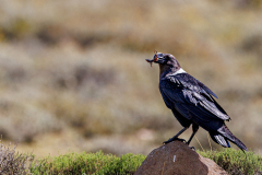 REMOADI_Albert_Corbeau-perche