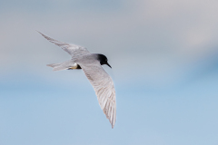 REMOADI Albert, Guifette noire, couleur, animalier