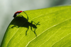 REMOADI Albert, Lilioceris, couleur ,  proxy