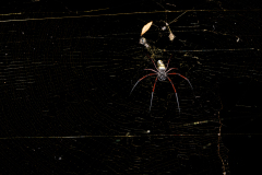 REMOADI Albert, Néphile de Madagascar, couleur ,  proxy