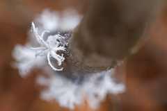 REMOADI Albert, Nymphe de cicadelle de Madagascar, couleur ,  animalier