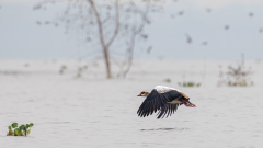 REMOADI Albert, Ouette 1, couleur, animalier