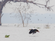 REMOADI Albert, Ouette 3, couleur, animalier