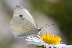 REMOADI Albert, Piéride, couleur, proxy