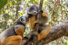 REMOADI Albert, Propithèque à diadème, couleur ,  animalier