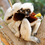 REMOADI Albert, Propithèque de Coquerel, couleur ,  animalier