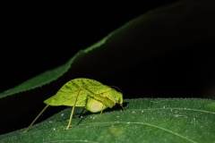 REMOADI Albert, Sauterelle feuille, couleur, proxy