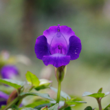 REMOADI Albert, Torenia-de-Fournier, couleur ,  proxy