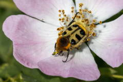 REMOADI Albert, Trichie fasciée, couleur, proxy