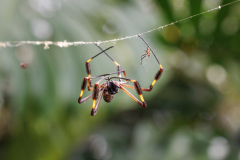 REMOADI Albert, Trichonephila-clavipes, couleur ,  proxy