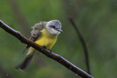 REMOADI Albert, Tyran melancolique, couleur ,  animalier