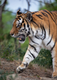 Camilo Amozoqueño, Tigre, couleur ,  animalier