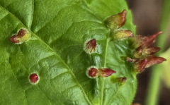 VALLET Huguette, Feuille, couleur ,  proxy