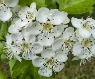 VALLET Huguette, Fleur, couleur , nature
