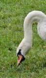 VALLET Huguette, cygne, couleur ,  animalier