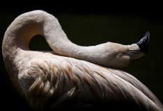 WINTERHALTER Elizabeth, Béatitude, couleur ,  animalier