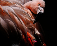 WINTERHALTER Elizabeth, Bec et plumes, couleur, animalier