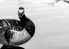 WINTERHALTER Elizabeth, Bernache,  monochrome,  animalier