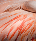 WINTERHALTER-Elizabeth_Coussin-de-plumes