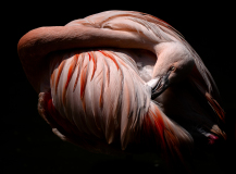 WINTERHALTER Elizabeth, En cage, couleur, animalier