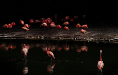 WINTERHALTER Elizabeth, Flamingos, couleur ,  animalier