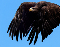 WINTERHALTER François, Aigle, couleur, animalier