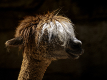 WINTERHALTER François, Antoine, couleur ,  animalier