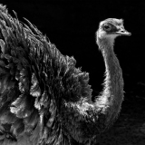 WINTERHALTER François, Emeu,  monochrome,  animalier