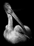 WINTERHALTER François, Pelican NB 2, monochrome, animalier