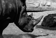WINTERHALTER François, Rhino et roche,  monochrome,  animalier