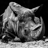 WINTERHALTER François, Rhino fatigué, monochrome, animalier