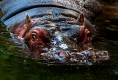 WINTERHALTER François, The killer, couleur, animalier