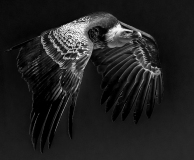 WINTERHALTER François, Vautour NB, monochrome, animalier