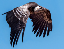 WINTERHALTER François, Vautour, couleur, animalier