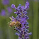 Hervieu_Isabelle, abeille, couleur ,  proxy