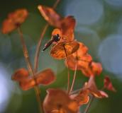 Hervieu_Isabelle, insecte, couleur ,  proxy