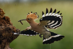 Beau Stéphane Huppe fasciée couleur nature