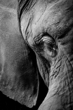 AMOZOQUEÑO Camilo Clein d'oeil monochrome nature