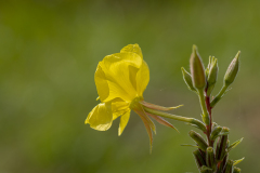 CAILLIEZ Didier Onagre couleur nature