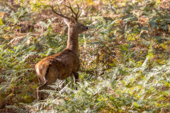 CAILLIEZ Didier Prêt a fuir couleur nature