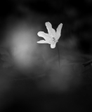 AUTHIE Anne-Lise Anémone des bois monochrome macro