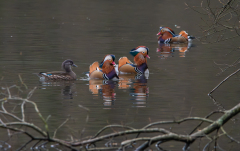AUTHIE Anne-Lise Carolins couleur nature