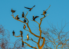 AUTHIE Anne-Lise C'est complet ! couleur nature