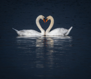 AUTHIE Anne-Lise Les amoureux couleur nature