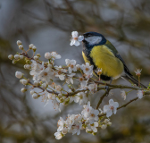 AUTHIE Anne-Lise Mésange printanière couleur nature