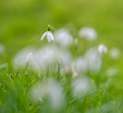 AUTHIE_Anne-Lise_Perce-neige-1