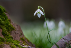 AUTHIE_Anne-Lise_Perce-neige-2