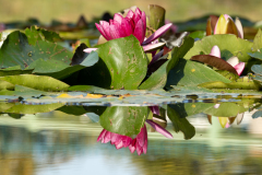 de CUSSY Bruno CUSSY Bruno - Nénuphar couleur nature