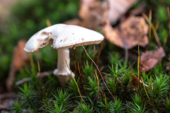 de CUSSY Bruno CUSSY Bruno - champignon1 couleur nature